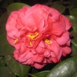 Rosea Mundi